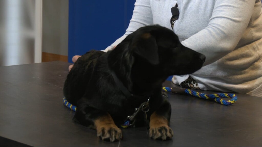 Pet Connection: Meet Hannon!