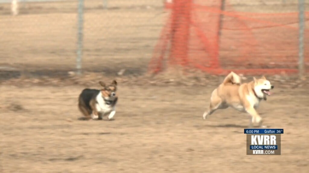 Dog Waste