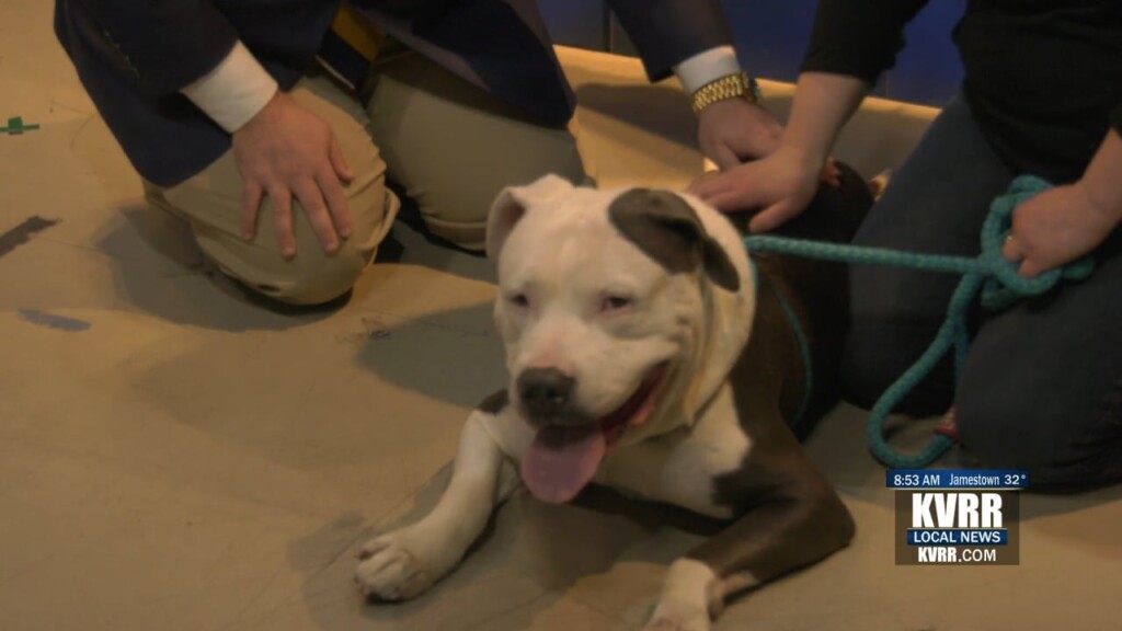 Pet Connection: Meet Tyson