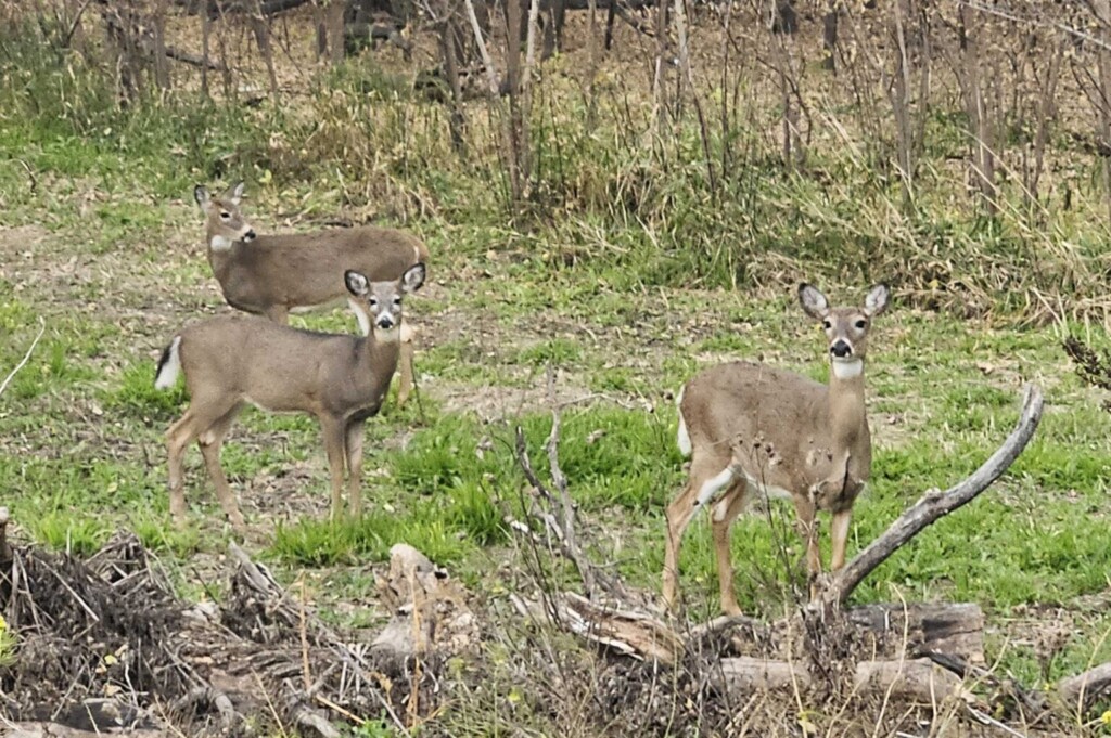 Deer 1536x1021