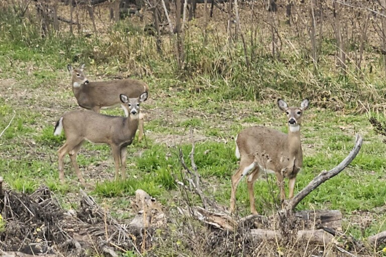 Deer 1536x1021