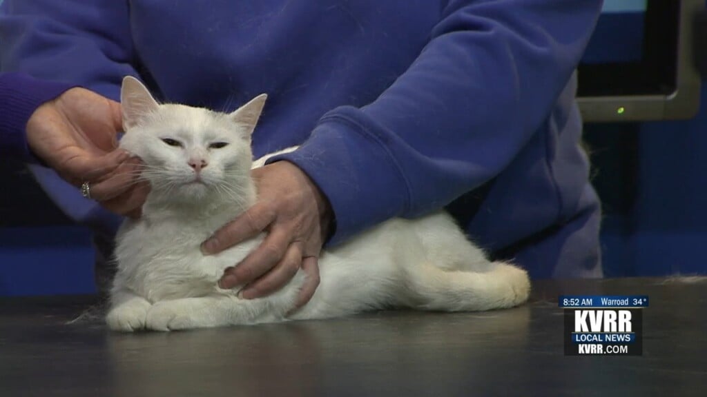 Pet Connection (long)