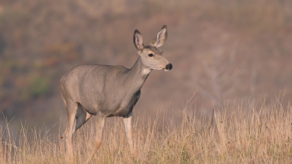 Deer