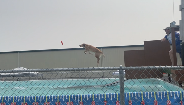Dock Diving