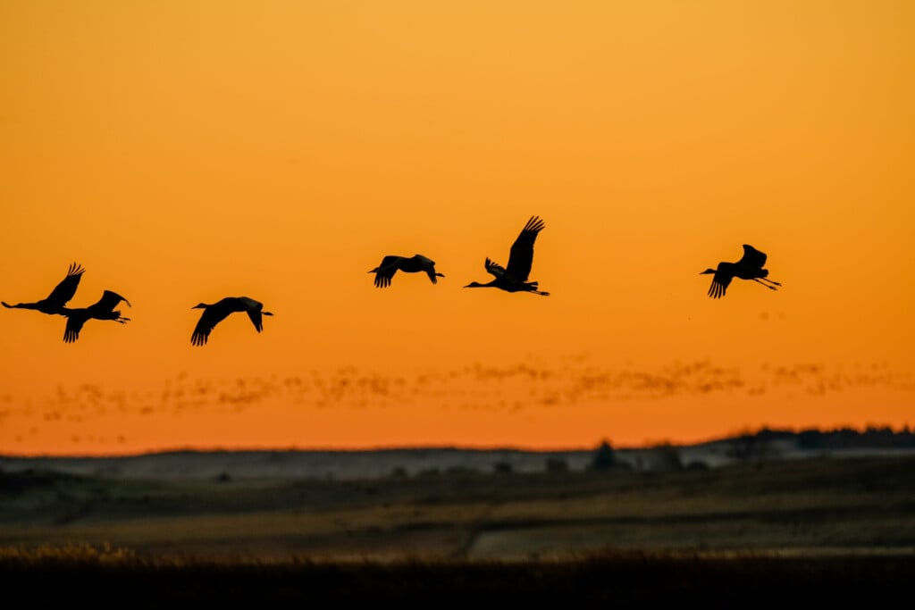 Sandhill Crane 10 23 2024 Skj 5421 Scaled