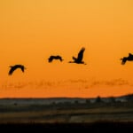 Sandhill Crane 10 23 2024 Skj 5421 Scaled