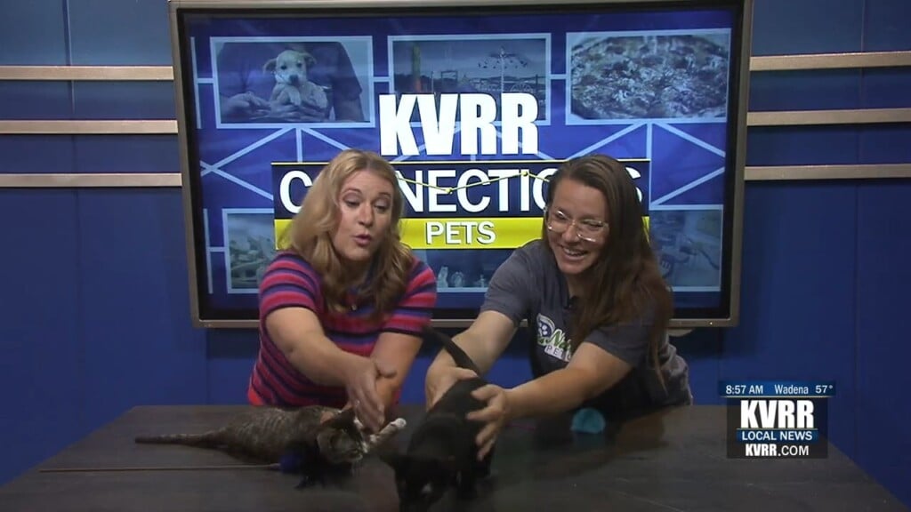 Kittens