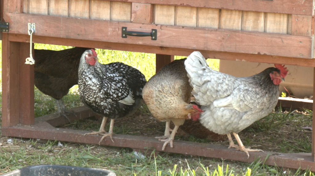 Chickens
