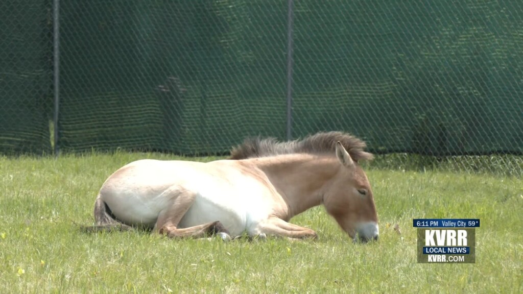 Horses