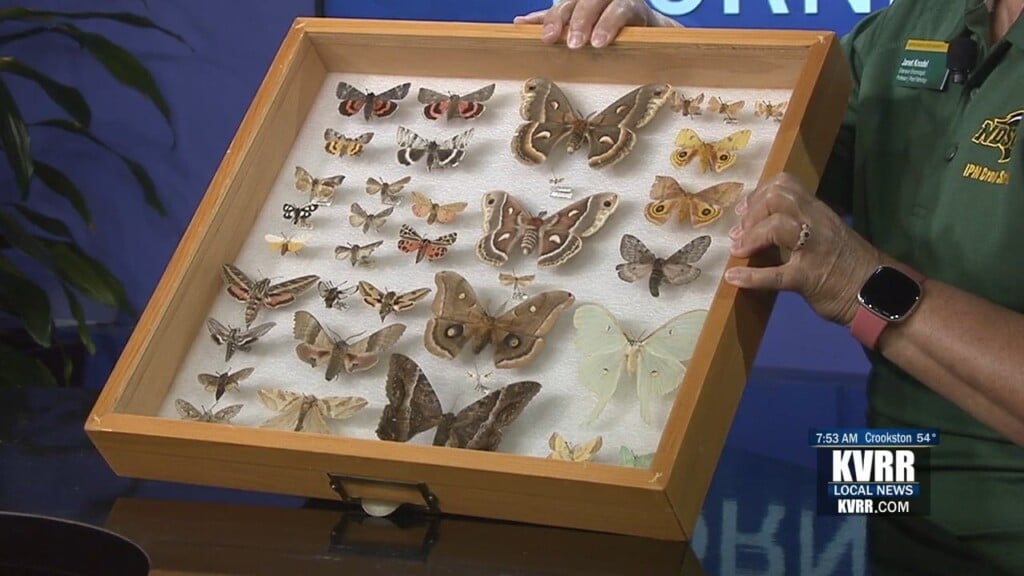 Moths