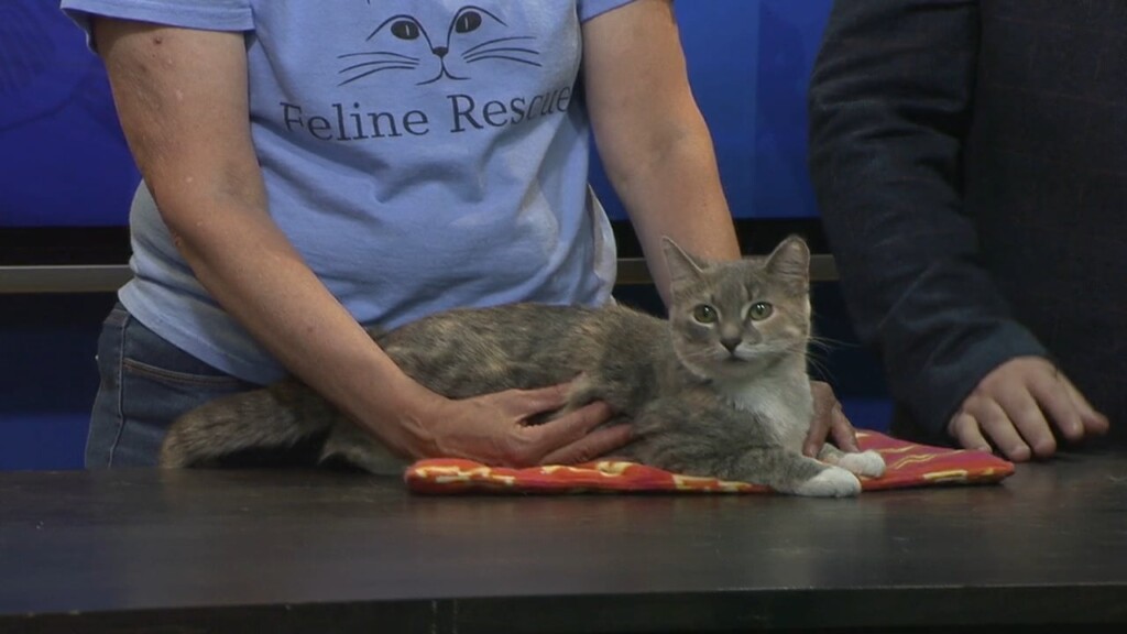 Pet Connnection: Meet Opal