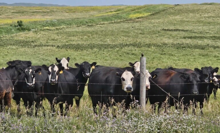 Burleigh Cattle 3 1536x927