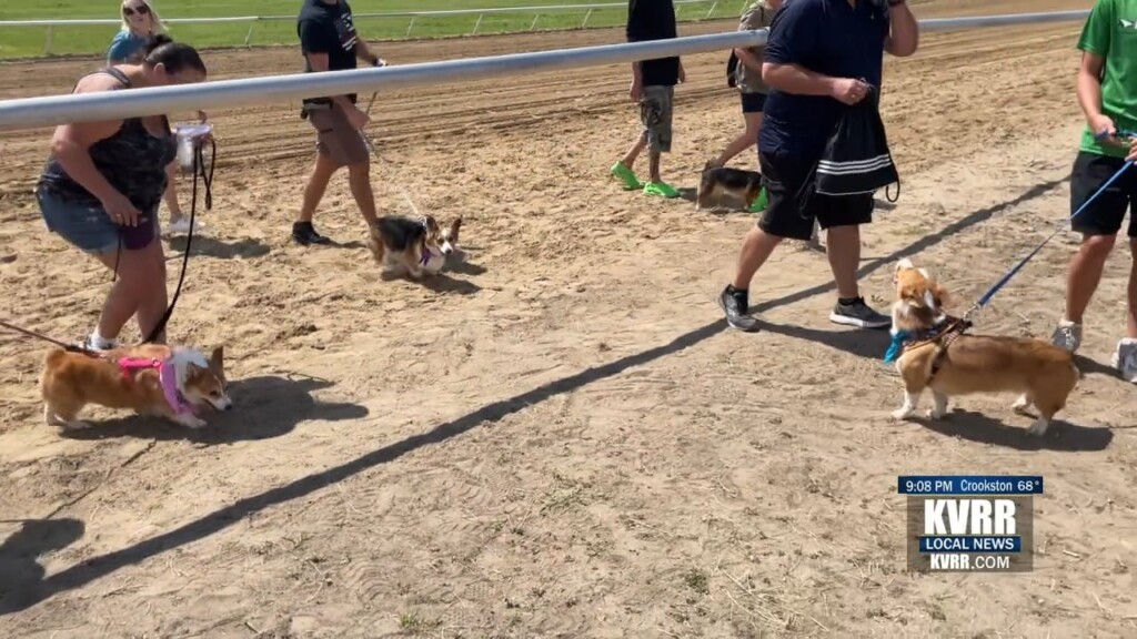 Corgi