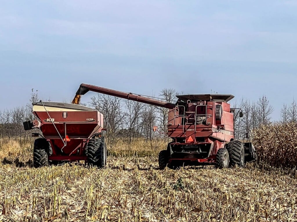 Corn Harvest Near Maplewood