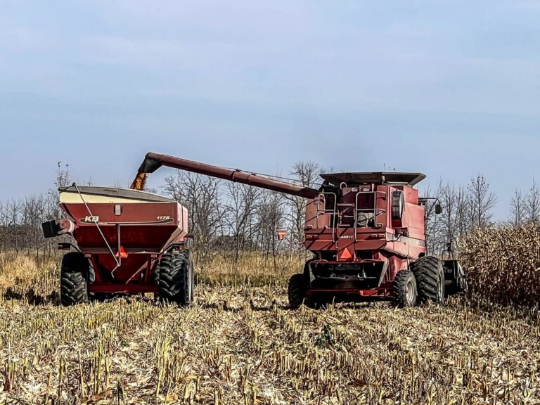Corn Harvest Near Maplewood