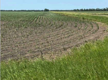 Corn Plants
