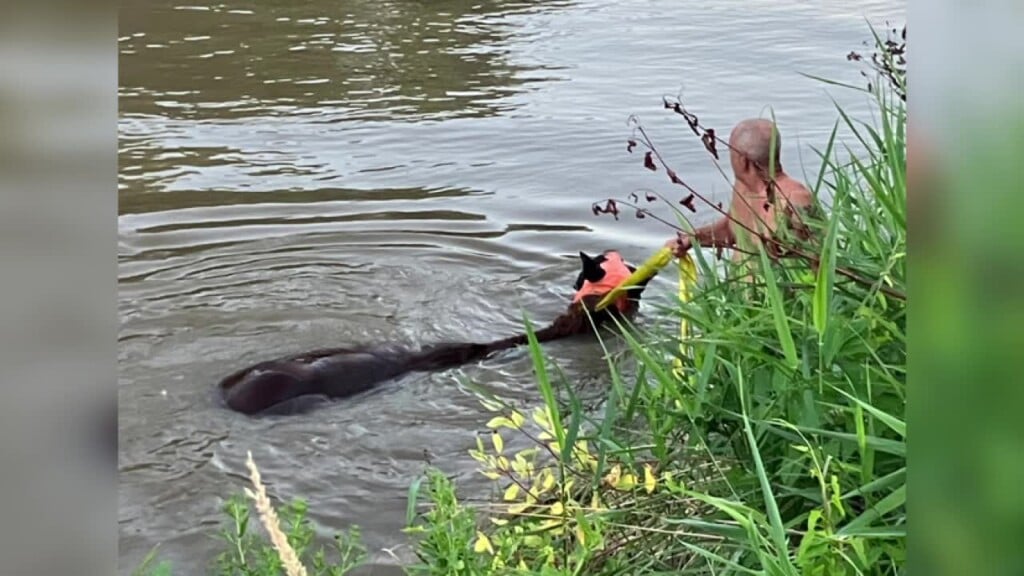 Horse Rescued From Sheyenne River