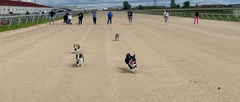 Corgi Race