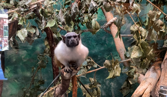 Pied Tamarin