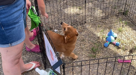 Turtle Mountain Animal Rescue
