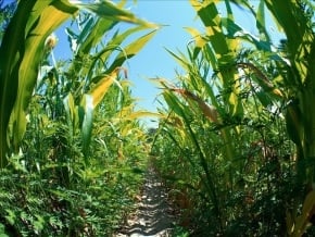 Corn Fields