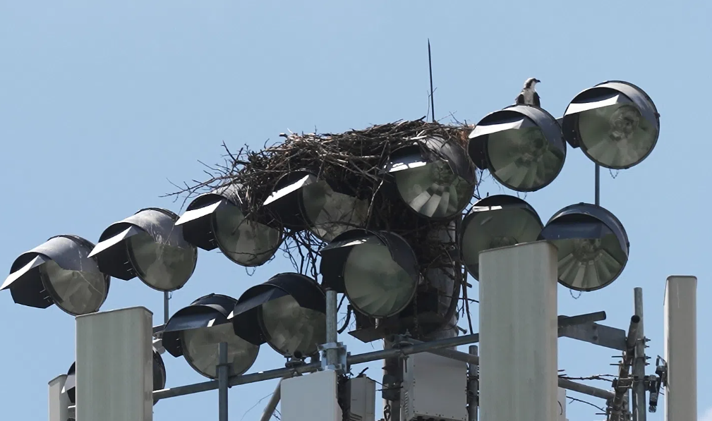 Ospreys 082425