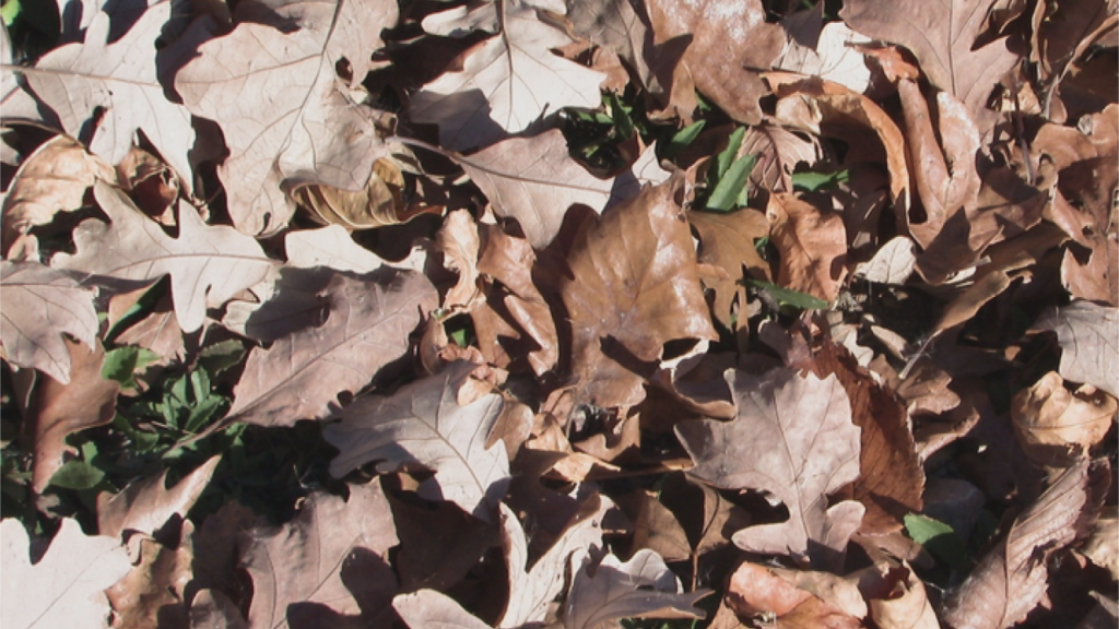 Leaves