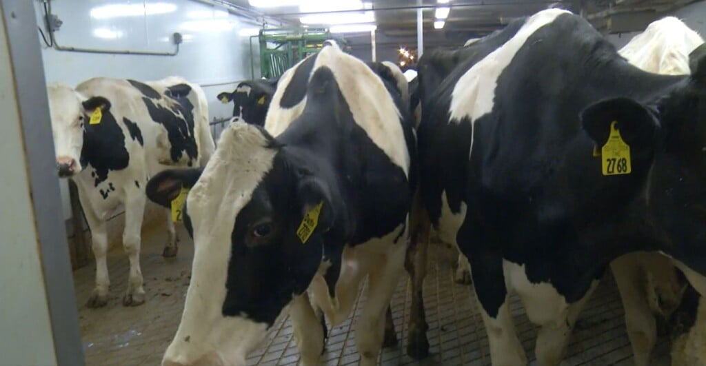 Herbergdairythumbnail