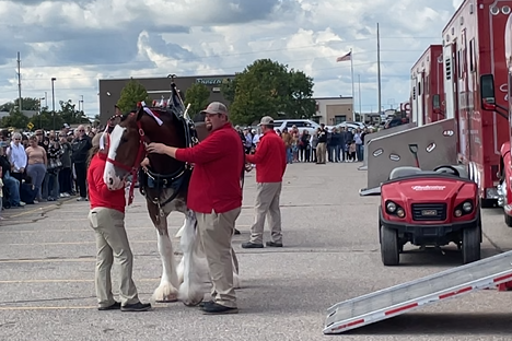 Budweiser Clydesdales