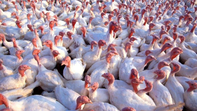 Turkey Flock 1536x863 1 E1682609975656