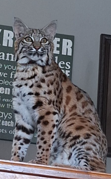 Bobcat 092525