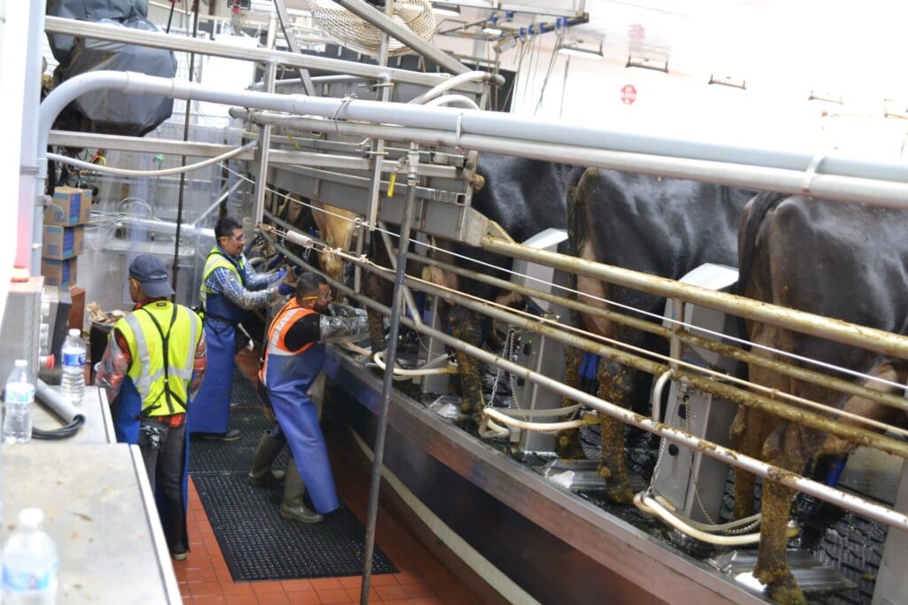 Riverview Milkers 1 1536x1024