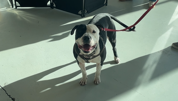 4 Luv of Dog - Oneder