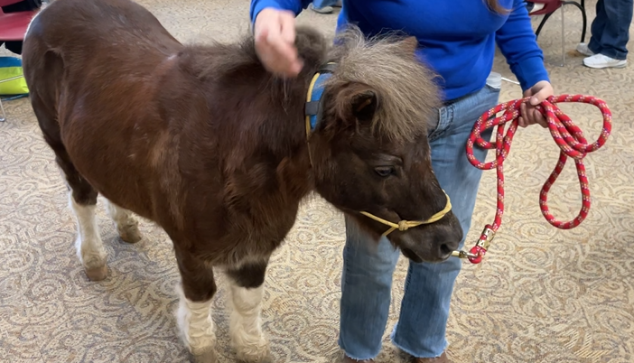 Comet the Mini Horse