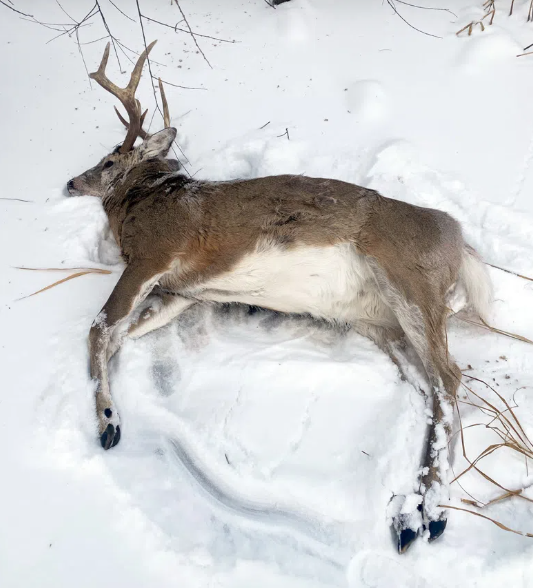 Screenshot 2025 12 02 135346