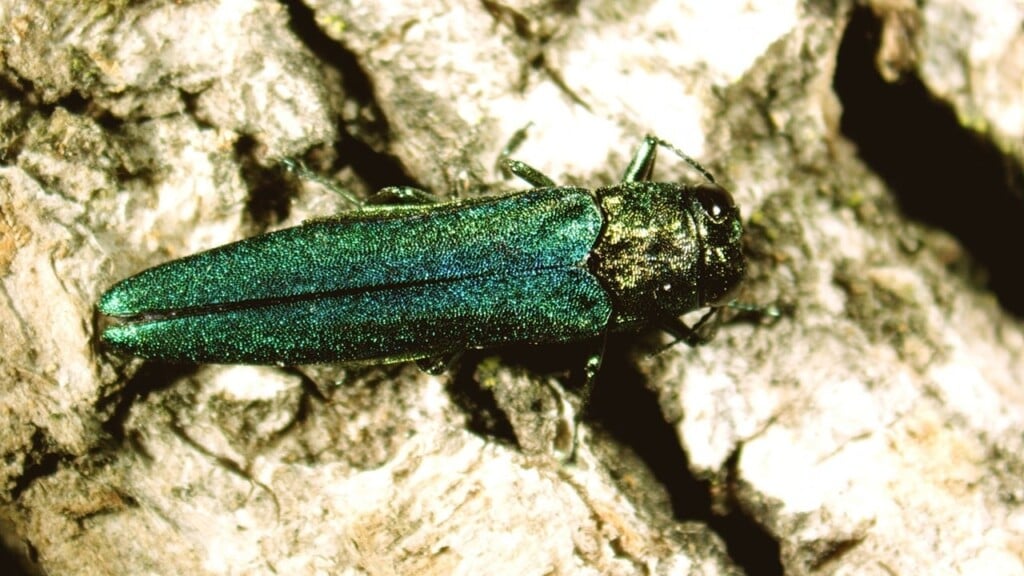 City Of Fargo Confirms Finding Of Emerald Ash Borer Has Been Found