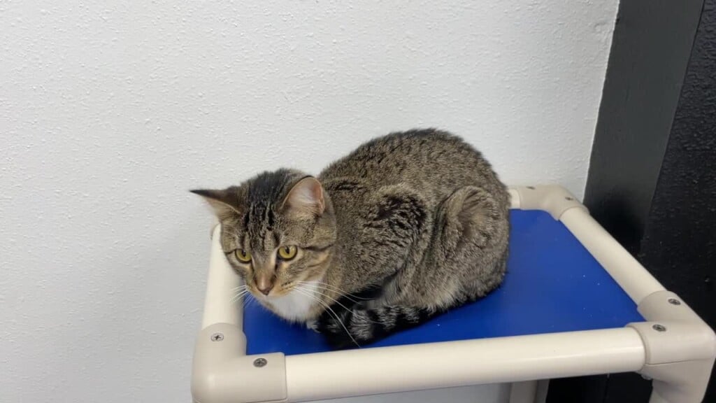 Animal Rescue In Fertile Takes In 50 Animals Saved From Hoarder Conditions