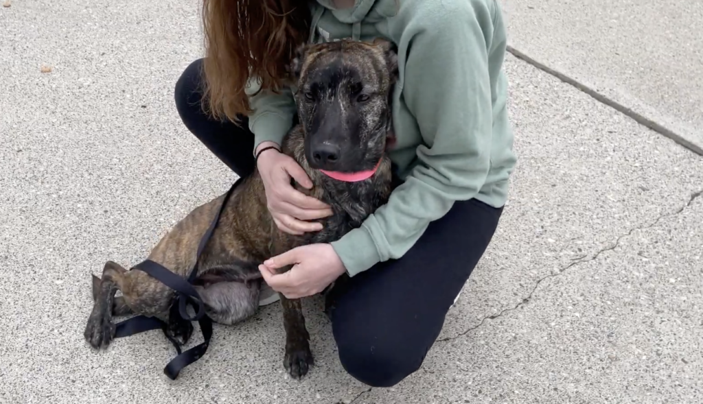 Homeward Animal Shelter