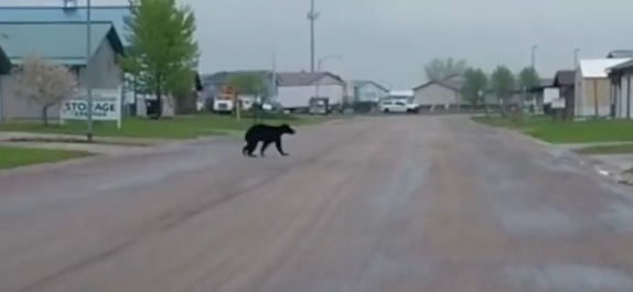 Moorhead Bear Sighting