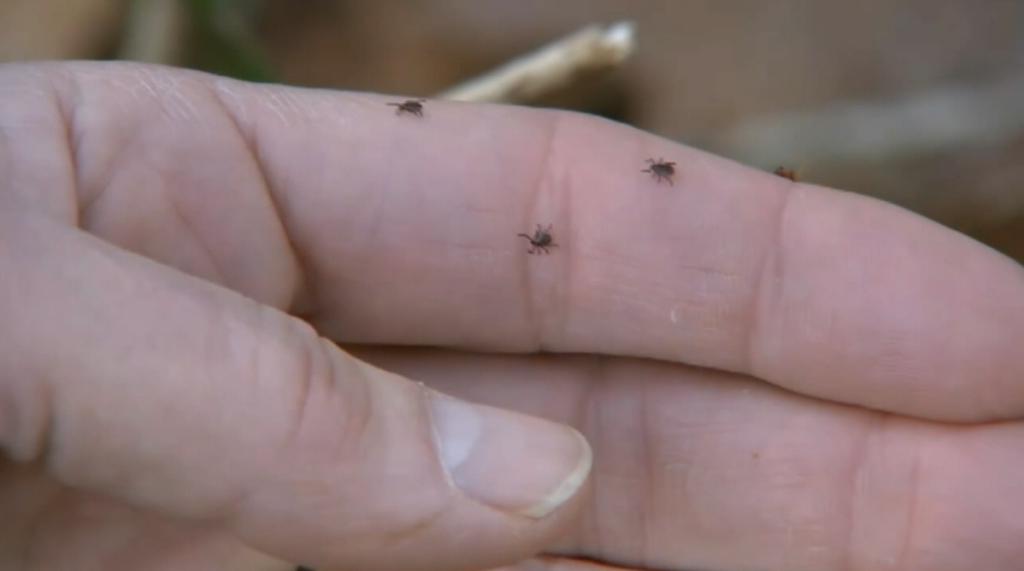 New Report Shows An Uptick In Emergency Room Visits For Tick Bites