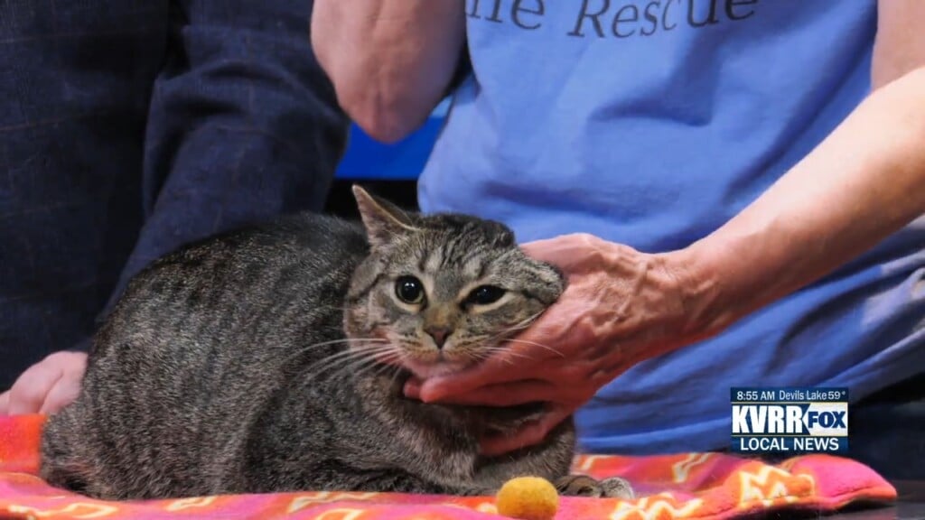 Pet Connection: Meet Holly