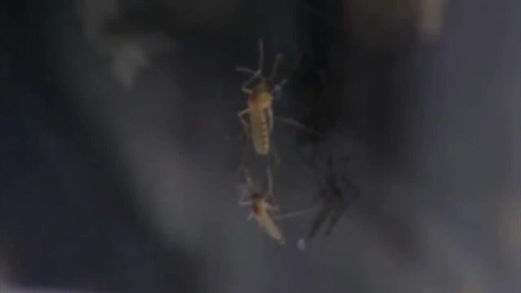 Mosquito Season To Reach High Peak In Coming Days