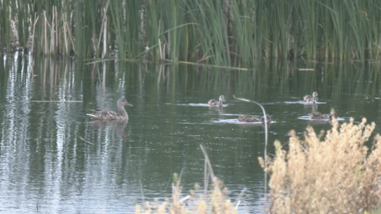 Duck With Brood