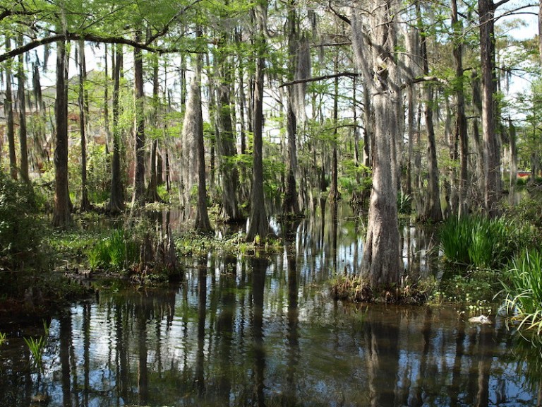 Where The Buffalo Roamed - Louisianalife.com