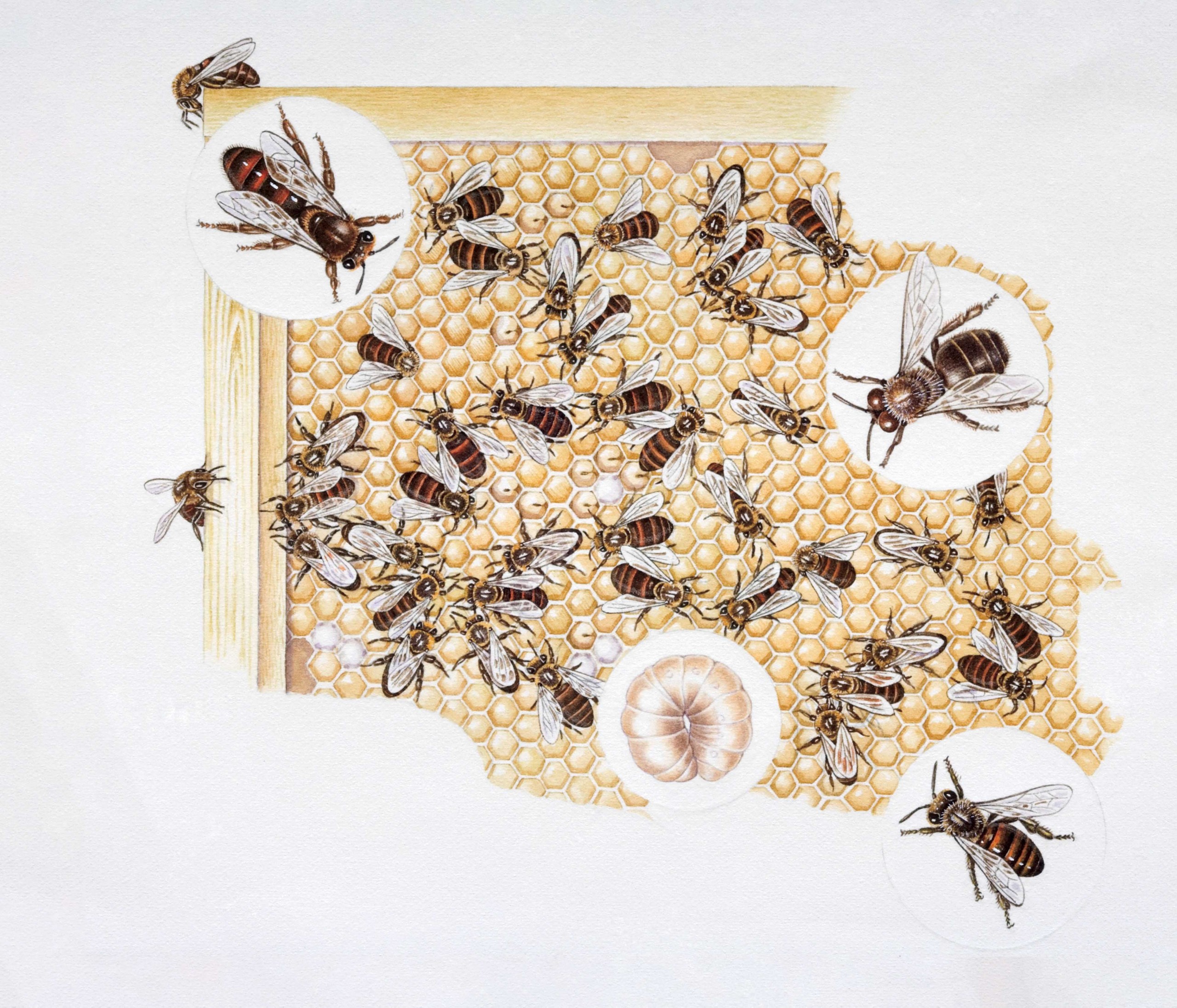 Bees Colony