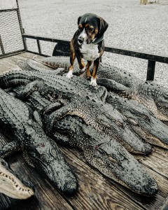 Gators Dog