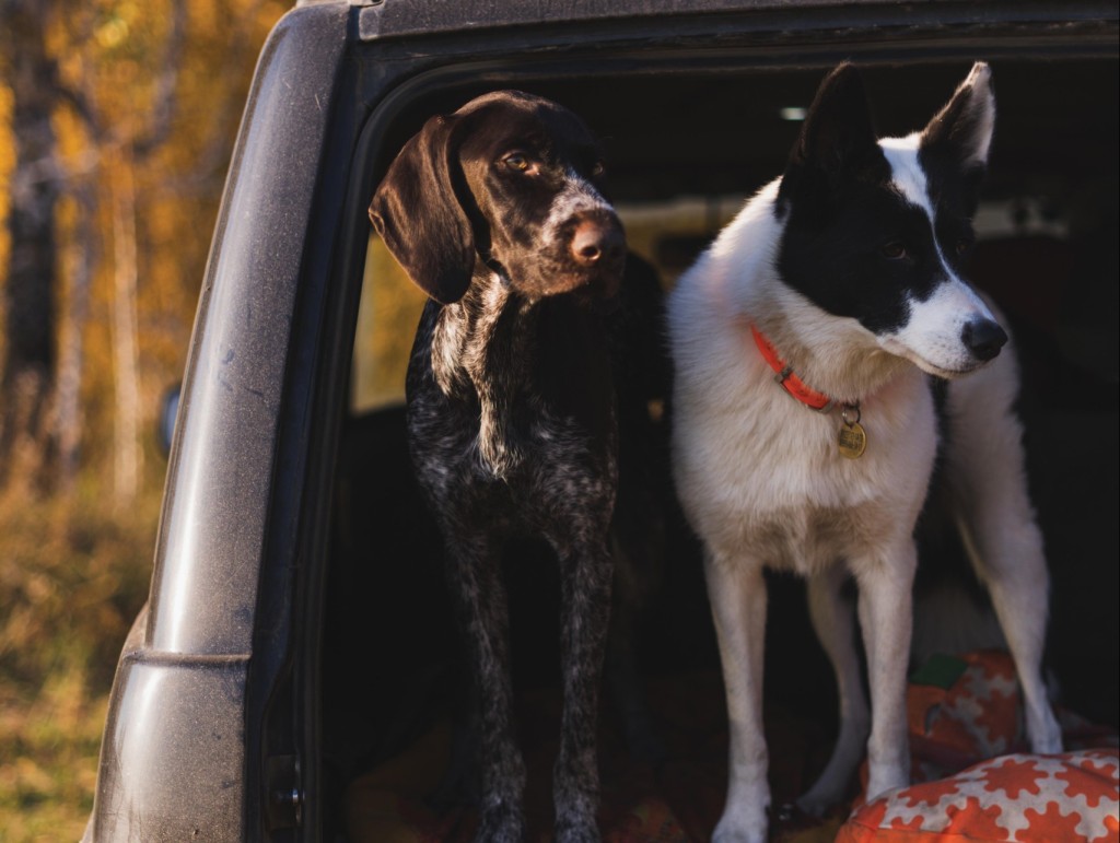 Two Cute Adorable Pet Dogs Are Standing In The Trunk Of A Car Travel And Recreation Concept