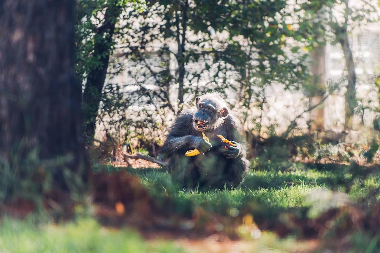Sellout Crowd Expected When Chimp Haven Discovery Day Returns for First ...