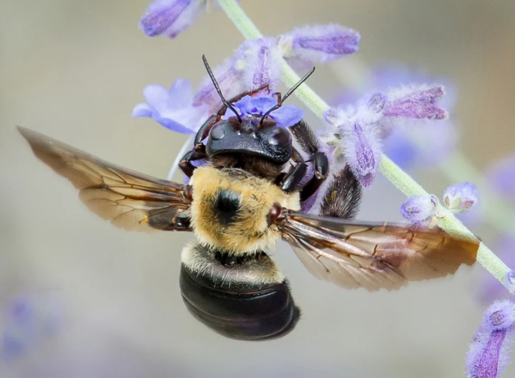 Paula Sharp Eastern Carpenter Bee Pollinating Sage 2016 2019 Photograph Courtesy Of Paula Sharp And Ross Eatman