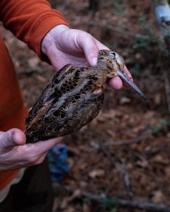 Upland Hunting Woodcock Feathers